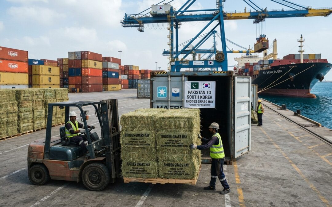 Rhodes Grass Korea Import: Pakistan’s Growing Role in Korean Livestock Feed